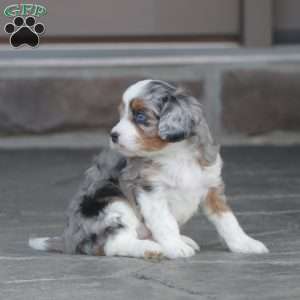 Honey, Cavapoo Puppy